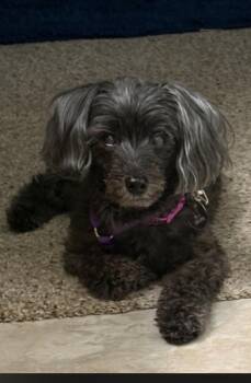 MOLLY -  Yorkie Poo and Poodle Dog for Adoption in Fenton, Michigan - MOLLY | PetCurious