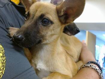MONA -  German Shepherd Dog and Mixed Breed Dog for Adoption in Doral, Florida - MONA | PetCurious