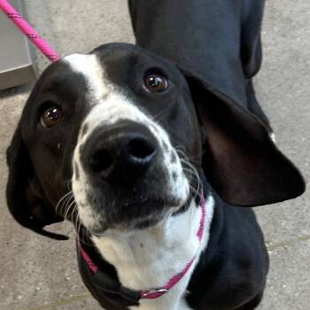 112721 -  Mixed Breed Dog for Adoption in Las Cruces, New Mexico - 112721 | PetCurious