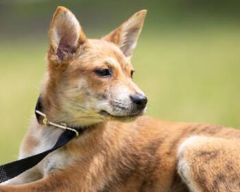 Mixed Breed Dogs Available for Adoption - Jobi | PetCurious