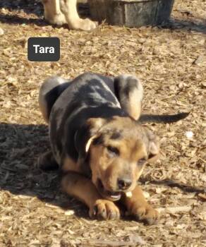 Catahoula Leopard Dog Dogs Available for Adoption - Tara | PetCurious