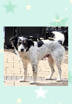 Ellie -  Spaniel and English Setter Dog for Adoption in Lake Geneva, Wisconsin - Ellie | PetCurious