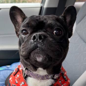 George Washington -  French Bulldog Dog for Adoption in Rockville, Maryland - George Washington | PetCurious