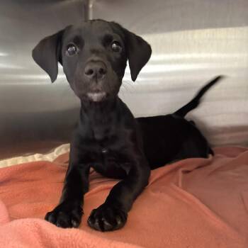 Water Slide -  Black Labrador Retriever Dog for Adoption in Beaumont, Texas - Water Slide | PetCurious