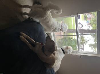 Dorothy (Dot) ATX -  Great Pyrenees Dog for Adoption in Quinlan, Texas - Dorothy (Dot) ATX | PetCurious
