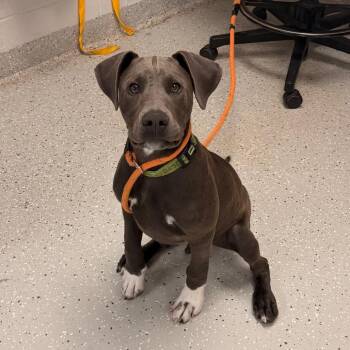 Weimaraner Dogs Available for Adoption in Indianapolis, Indiana - Hughie | PetCurious