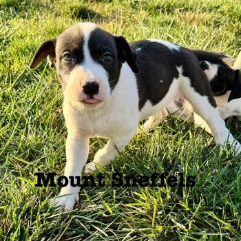 Rescue Pit Bull Terrier and Mixed Breed Dogs for Adoption in Olathe, Kansas - Mount Sneffels | PetCurious
