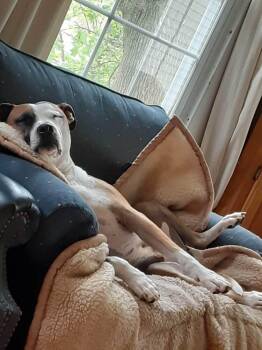 Mixed Breed Dogs Available for Adoption in Windsor Locks, Connecticut - Milo | PetCurious