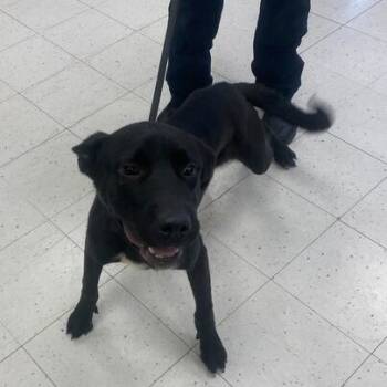 Rescue Mixed Breed Dogs for Adoption in Davenport, Iowa - Wiggle Worm | PetCurious