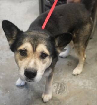 Maverick -  Shepherd and Mixed Breed Dog for Adoption in Bowling Green, Kentucky - Maverick | PetCurious