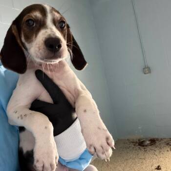 Ranger 5970 -  Coonhound Dog for Adoption in Loxahatchee Groves, Florida - Ranger 5970 | PetCurious
