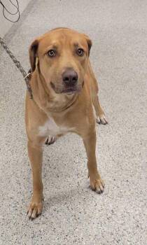 Tater -  Mixed Breed Dog for Adoption in Kansas City, Missouri - Tater | PetCurious