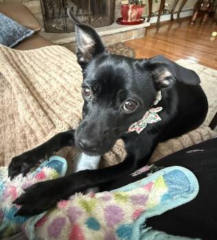 Chihuahua and Mixed Breed Dogs Available for Adoption - Mikela  | PetCurious
