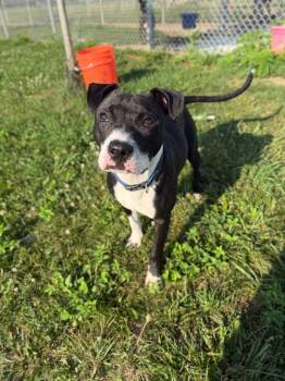 Roger -  American Staffordshire Terrier Dog for Adoption in Pierceton, Indiana - Roger | PetCurious
