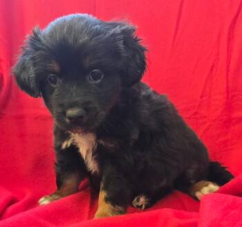 Mixed Breed Dogs Available for Adoption in Murphysboro, Illinois - Maddox | PetCurious