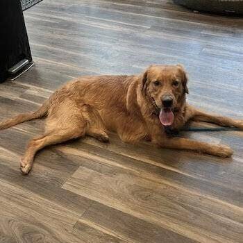 Ben #7147 -  Golden Retriever Dog for Adoption in Louisville, Kentucky - Ben #7147 | PetCurious