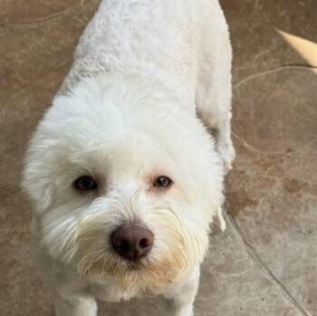 Rescue Miniature Poodle and Schnauzer Dogs for Adoption in Houston, Texas - BEAUMONT | PetCurious
