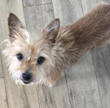 Yorkshire Terrier Dogs Available for Adoption - Trina | PetCurious