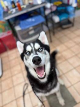 Loki -  Mixed Breed Dog for Adoption in Hyde Park, New York - Loki | PetCurious