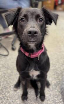 Salem -  Mixed Breed Dog for Adoption in Bemidji, Minnesota - Salem | PetCurious