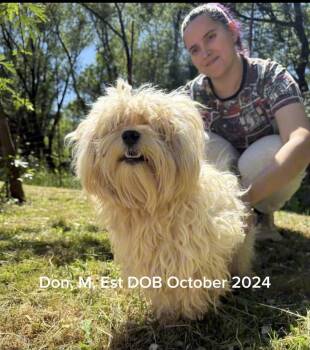 Bichon Frise and Havanese Dogs Available for Adoption in Shrewsbury, Massachusetts - Don | PetCurious