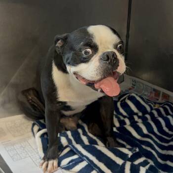 Benny -  Boston Terrier Dog for Adoption in Edinburg, Texas - Benny | PetCurious