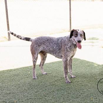 Doc -  German Shorthaired Pointer Dog for Adoption in Abilene, Texas - Doc | PetCurious