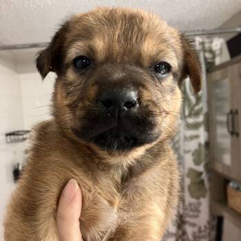 Rescue Mixed Breed Dogs for Adoption in Austin, Texas - Ponderosa | PetCurious