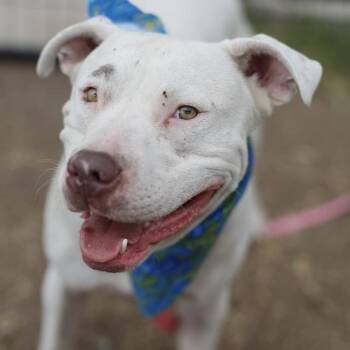 OLAF -  American Staffordshire Terrier Dog for Adoption in San Antonio, Texas - OLAF | PetCurious