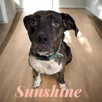 Sunshine -  Pit Bull Terrier Dog for Adoption in Camden, Tennessee - Sunshine | PetCurious