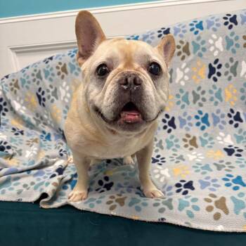 Grissom -  French Bulldog Dog for Adoption in Houston, Texas - Grissom | PetCurious