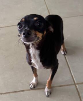 Lisa- tiny but Big Love -  Miniature Pinscher and Chihuahua Dog for Adoption in Mettawa, Illinois - Lisa- Tiny But Big Love | PetCurious