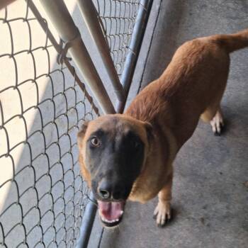 Gracie -  Belgian Shepherd Malinois Dog for Adoption in Lyons, Georgia - Gracie | PetCurious