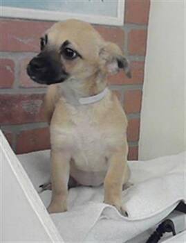 Chihuahua and Mixed Breed Dogs Available for Adoption in Houston, Texas - A2070522 | PetCurious