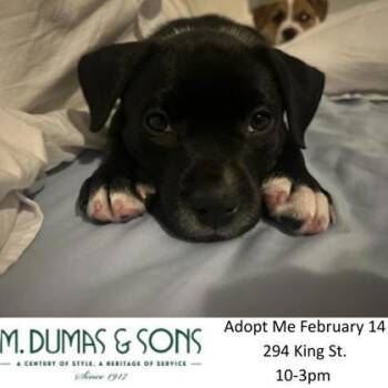 Terrier and Mixed Breed Dogs Available for Adoption - 3386B Bentley | PetCurious