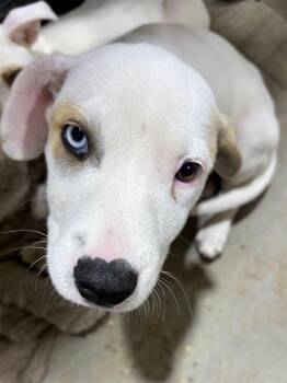Max -  Terrier Dog Available for Adoption in Ruston, Louisiana - Max | PetCurious