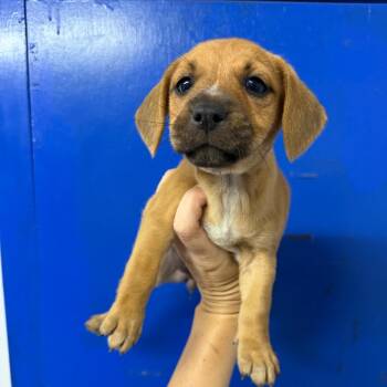 Rosie -  Beagle Dog for Adoption in Wahiawa, Hawaii - Rosie | PetCurious