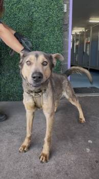 Rescue German Shepherd Dog and Mixed Breed Dogs for Adoption in El Paso, Texas - Whiskey | PetCurious