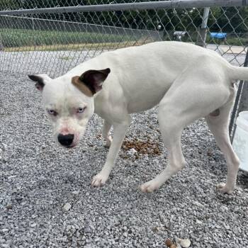 Wookie (Ty) -  Pit Bull Terrier and Mixed Breed Dog for Adoption in Morganfield, Kentucky - Wookie (Ty) | PetCurious