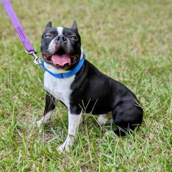 Bar-ba-loots 09-1609 -  Boston Terrier Dog for Adoption in Tyrone, Georgia - Bar-ba-loots 09-1609 | PetCurious