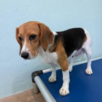 QRW8 - 5331 aka Mia -  Beagle Dog for Adoption in Loxahatchee Groves, Florida - QRW8 - 5331 Aka Mia | PetCurious