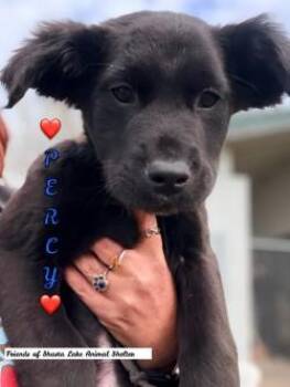 Labrador Retriever and Shepherd Dogs Available for Adoption - Percy | PetCurious