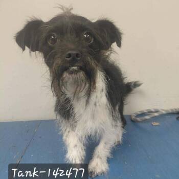 FOSTER NEEDED - Tank -  Chihuahua Dog for Adoption - FOSTER NEEDED - Tank | PetCurious