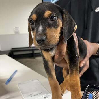 Bloodhound Dogs Available for Adoption - Leo | PetCurious
