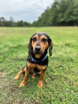 Waylon -  Hound and Labrador Retriever Dog for Adoption in Aiken, South Carolina - Waylon | PetCurious