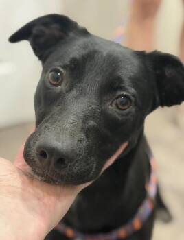 Hammer -  Labrador Retriever and Pit Bull Terrier Dog for Adoption in Philadelphia, Pennsylvania - Hammer | PetCurious