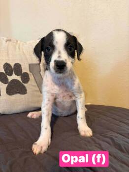 Opal -  Boxer and Terrier Dog for Adoption in Salamanca, New York - Opal | PetCurious