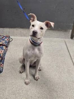 PURE -  Labrador Retriever and American Staffordshire Terrier Dog for Adoption in Tallahassee, Florida - PURE | PetCurious