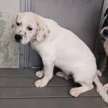 Mixed Breed Dogs Available for Adoption in Eureka Springs, Arkansas - Courage | PetCurious