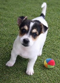 Terrier and Chiweenie Dogs Available for Adoption in Camp Pendleton North, California - Ginny | PetCurious
